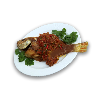 Talapia